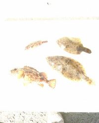 和歌山マリーナシティ釣り公園 釣果