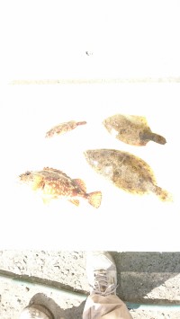 和歌山マリーナシティ釣り公園 釣果