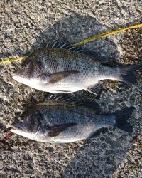 和歌山マリーナシティ釣り公園 釣果