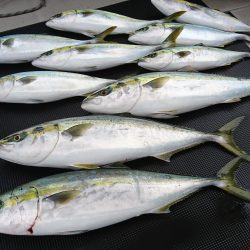 武士(SAMURAI) 釣果