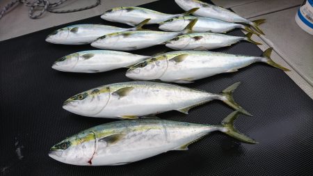 武士(SAMURAI) 釣果