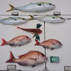 フィッシングボートACE（エース） 釣果