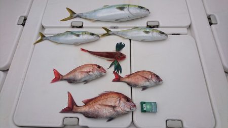 フィッシングボートACE（エース） 釣果