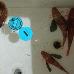 フィッシングボートACE(エース) 釣果