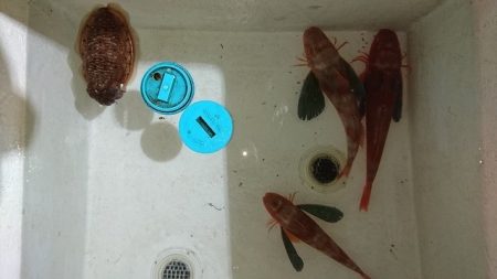 フィッシングボートACE(エース) 釣果