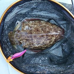 フィッシングボートACE(エース) 釣果