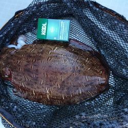 フィッシングボートACE(エース) 釣果