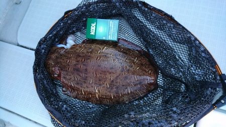 フィッシングボートACE(エース) 釣果