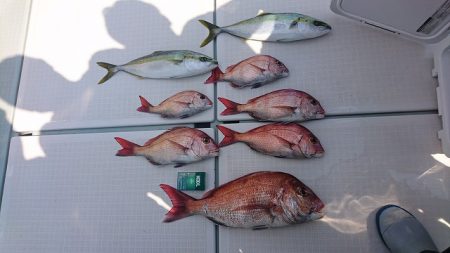 フィッシングボートACE(エース) 釣果