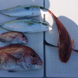 フィッシングボートACE(エース) 釣果