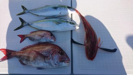 フィッシングボートACE(エース) 釣果