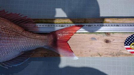 フィッシングボートACE(エース) 釣果