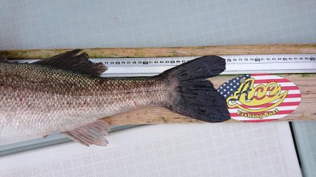 フィッシングボートACE(エース) 釣果