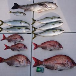 フィッシングボートACE(エース) 釣果