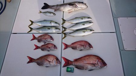 フィッシングボートACE(エース) 釣果