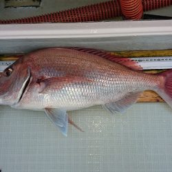 フィッシングボートACE（エース） 釣果