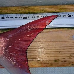 フィッシングボートACE（エース） 釣果