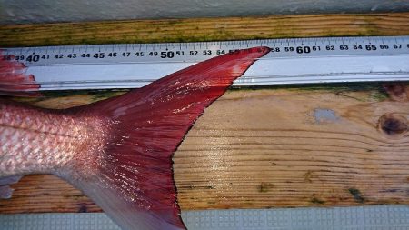 フィッシングボートACE（エース） 釣果