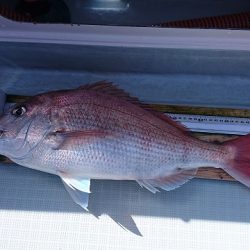 フィッシングボートACE(エース) 釣果