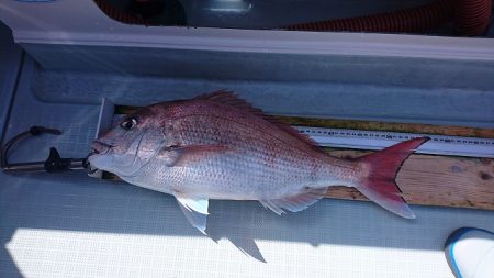 フィッシングボートACE(エース) 釣果