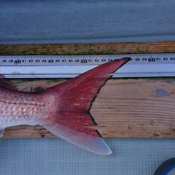 フィッシングボートACE(エース) 釣果