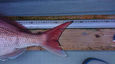 フィッシングボートACE(エース) 釣果