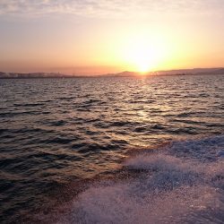 フィッシングボートACE(エース) 釣果