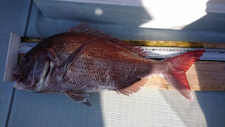 フィッシングボートACE(エース) 釣果