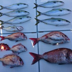 フィッシングボートACE(エース) 釣果