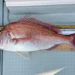 フィッシングボートACE(エース) 釣果