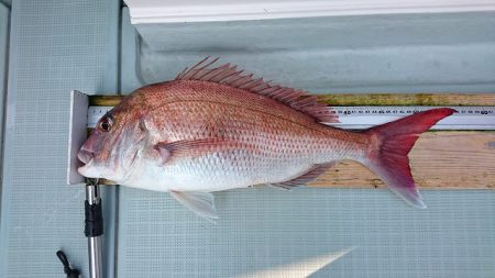 フィッシングボートACE(エース) 釣果