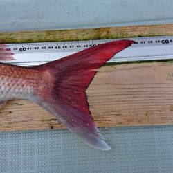 フィッシングボートACE(エース) 釣果