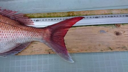 フィッシングボートACE(エース) 釣果