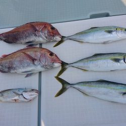 フィッシングボートACE(エース) 釣果