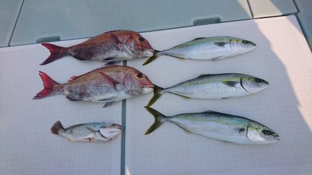 フィッシングボートACE(エース) 釣果