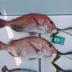 フィッシングボートACE(エース) 釣果