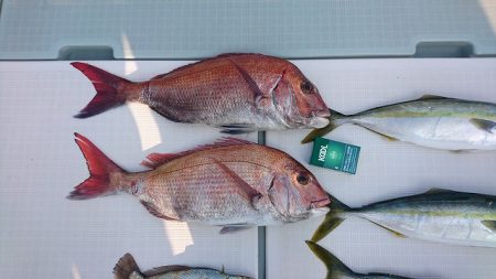 フィッシングボートACE(エース) 釣果