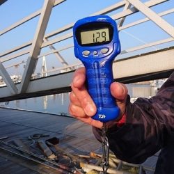 フィッシングボートACE(エース) 釣果