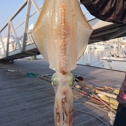 フィッシングボートACE(エース) 釣果