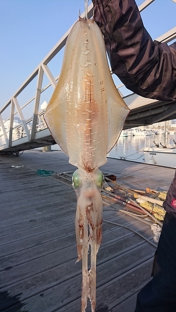 フィッシングボートACE(エース) 釣果