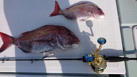 フィッシングボートACE（エース） 釣果