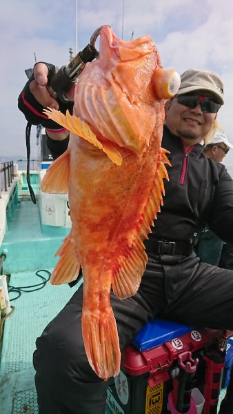 シードリーム 釣果