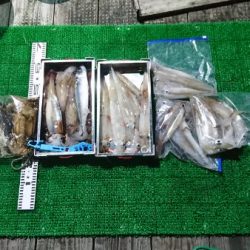 シードリーム 釣果