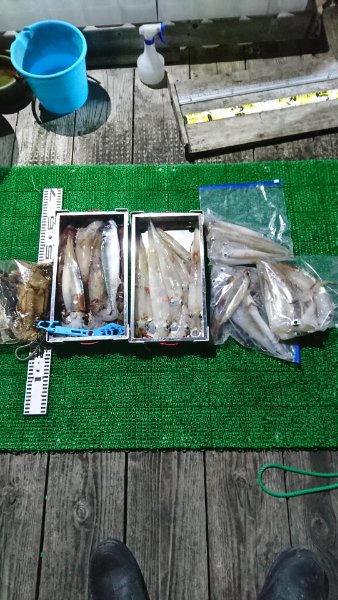 シードリーム 釣果