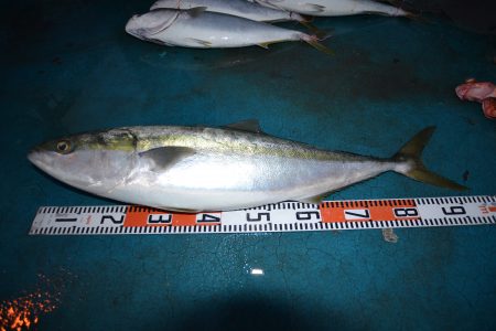 アジアマリンサービス 釣果