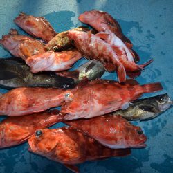 アジアマリンサービス 釣果