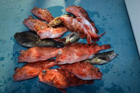 アジアマリンサービス 釣果