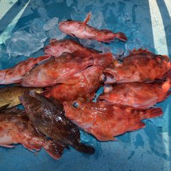 アジアマリンサービス 釣果