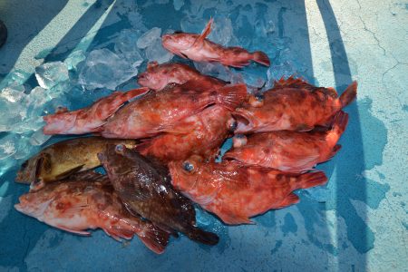 アジアマリンサービス 釣果