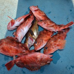 アジアマリンサービス 釣果